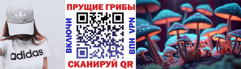 Галлюциногенные грибы Psilocybe  Горячий Ключ 